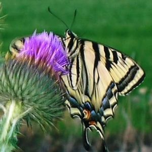 Meet your Posher, Amoretta